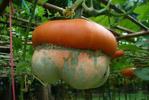 看瓜吃哪部分,揭秘看瓜吃哪的趣味与智慧