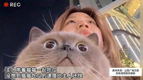吃瓜的猫呀,揭秘娱乐圈那些事儿