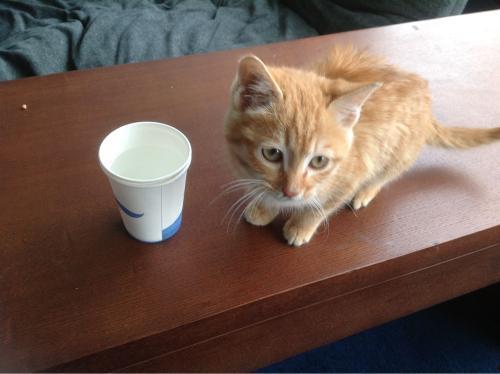 小猫可以吃角瓜