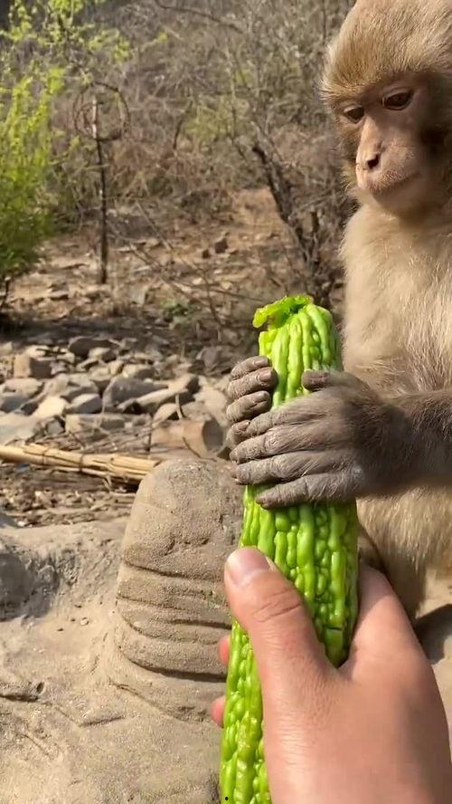 吃瓜姐猴子,揭秘娱乐圈背后的神秘故事